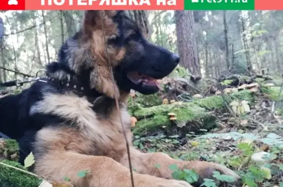Пропала собака на ул. Лесная 67, г. Пушкино
