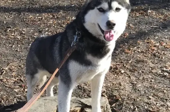 Пропала собака в Больших Дворах, Московская область