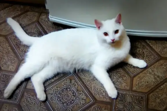 Пропал белый котик с ошейником в Красавино