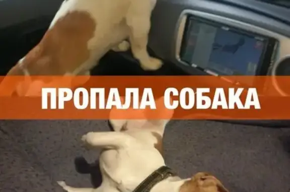 Пропала собака в Уссурийске, помощь нужна!