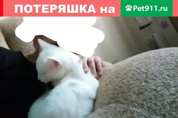 Пропал белый кот с улицы Ломоносова 137