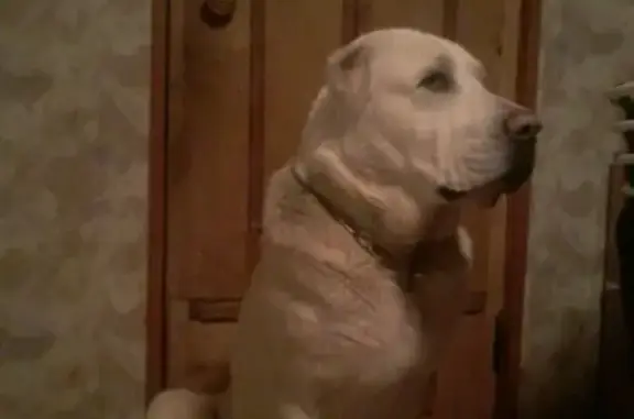 Пропала собака в Чехове, алабай без ошейника, рост 85 см