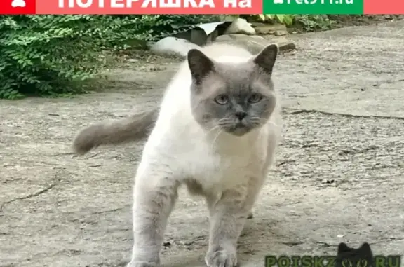 Пропал кот 29 октября в Анапе на ул. 40 лет Победы