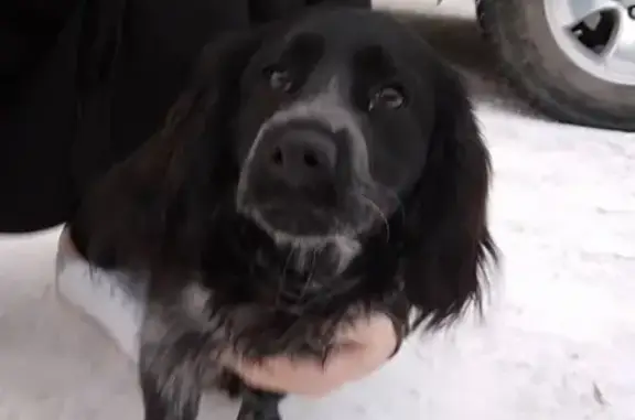 Собака найдена в Якутске на ул. 50 лет Советской Армии