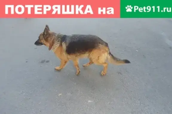 Найдена собака на территории АО 
