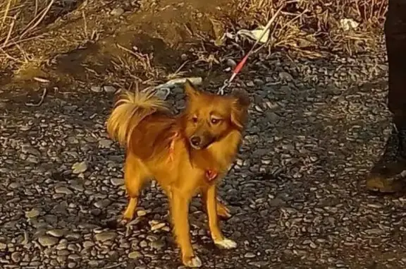 Пропала собака Боня в Лесосибирске