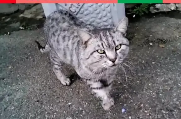 Найден кот в Октябрьском районе, ищет дом.