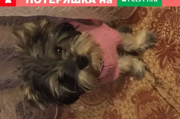 Собаки потеряшки, Ульяновск, фото: Потеряшка собака на улице Крымова (Ульяновск)