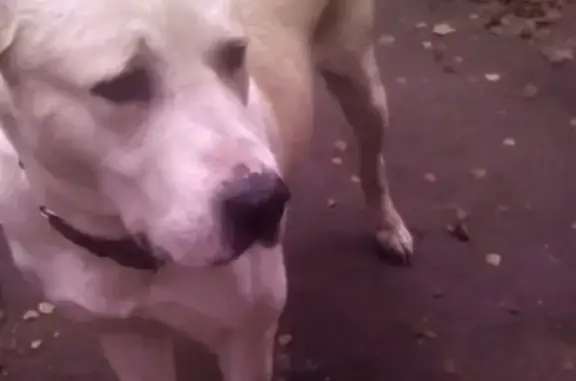Найдена собака в Иваново, ищем хозяина!