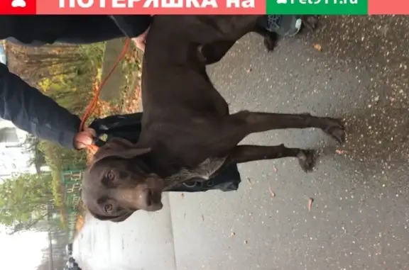 Найдена добрая собака в Московской области
