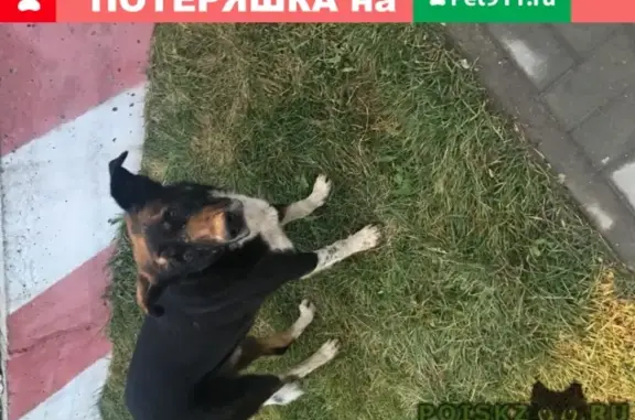 Найдена собака в Москве, звоните!