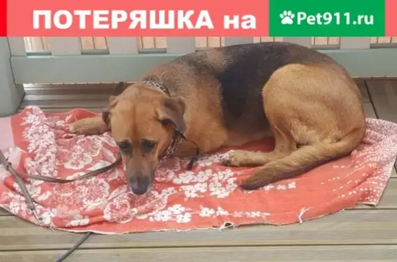 Собаки потеряшки, Рехколово Снт, фото: Потеряшка собака в Рехколово, Пушкин