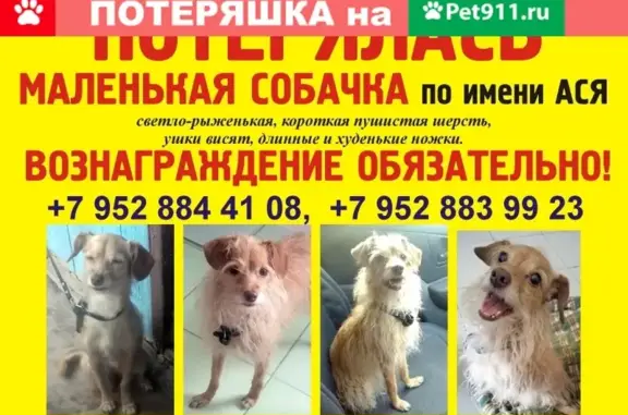 Пропала собака на ул. Калинина, Северск, Томская обл.