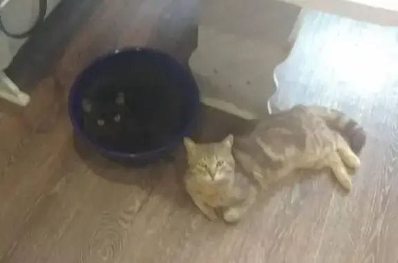 Пропала кошка Локи в Волжском районе, Самарская обл.