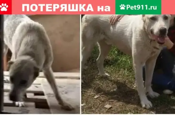 Пропала собака БАЛУ в Енбекшиказахском районе Алматинской области