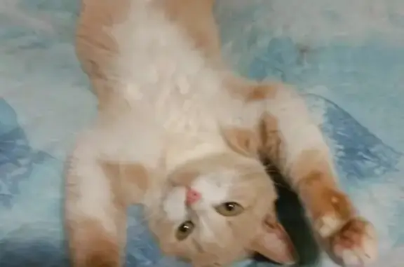 Пропал кот Персик в Солнечногорском районе, Московская область.