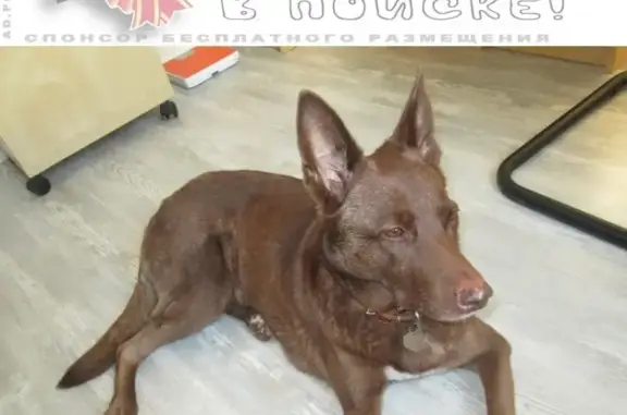Пропала собака Фима в селе Софрино, Московская область