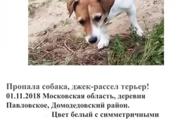 Пропала собака Джесси, Павловское, Домодедово