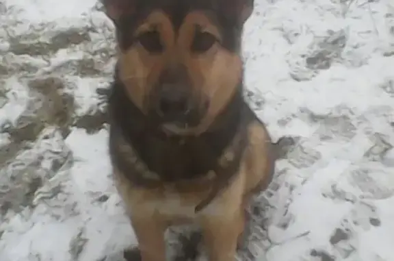 Найдена собака в Юрьянском районе, Кировская область