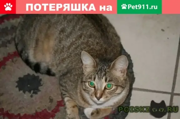 Найдена кошка на ул. Василия Иванова 14к8, подъезд 7