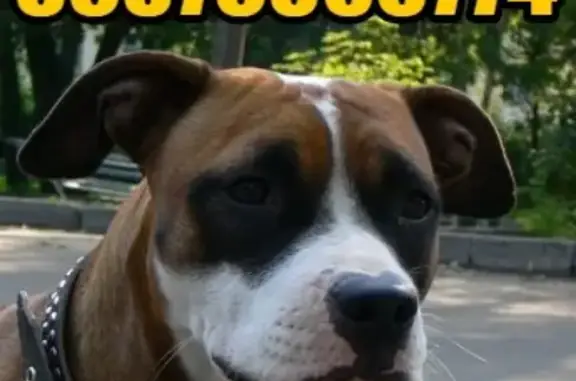 Собаки потеряшки, Ельняги, фото: Потеряшка собака в деревне Ельняги, Республика Марий Эл