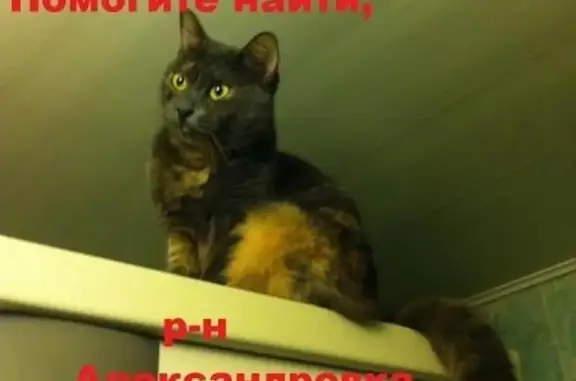 Пропала кошка Лапуся в Нальчике, р-он Александровка, у. Коллонтай
