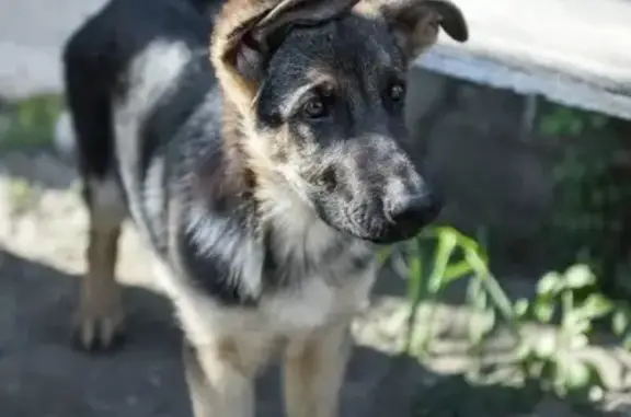 Собаки потеряшки, Школьное, фото: Потеряшка собака в с. Школьное, Краснодарский край