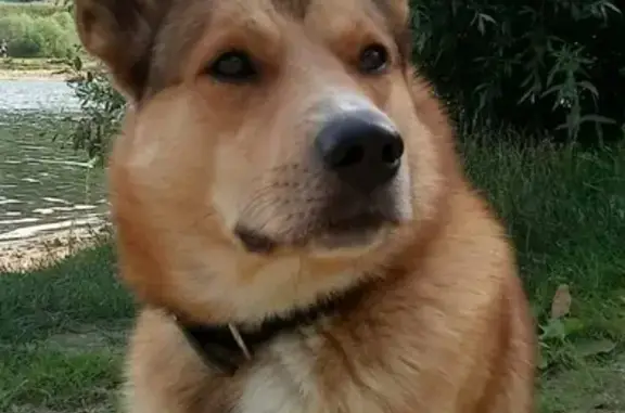 Пропала собака Робик в Ступино (Московская область)