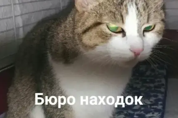 Найдена кошка в Северодвинске, район Краснофлотской и Мира