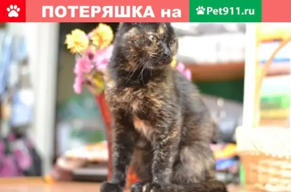 Найдена кошка в Киселевке, Смоленск