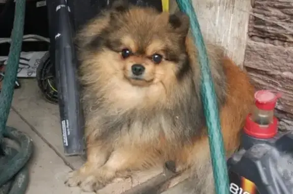 Найдена собака в Ступино, срочно помощь нужна!