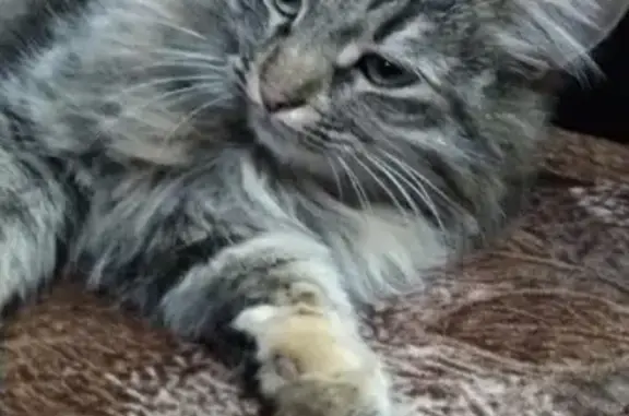 Найдена пушистая кошка с ошейником в Пензе
