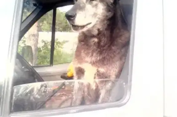 Пропала собака в Сургуте с хромой лапой и белым пятном на груди