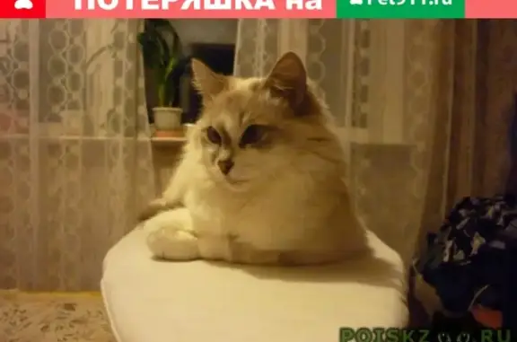 Кошки потеряшки, Ярославль, фото: Потеряшка кошка на Ленинградском проспекте, 76/26