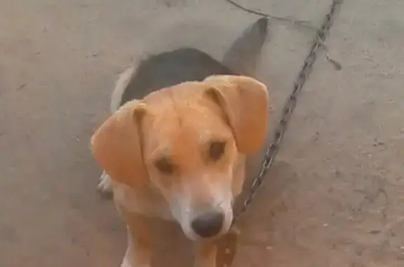 Пропала собака Тофик на ул. Пушкинской, Воронежская область