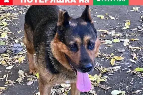 Собака Берг ищет дом в Красноярске