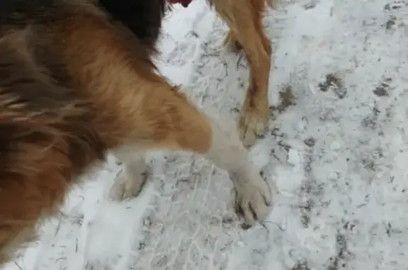 Травмированный пёс найден на улице Жукова