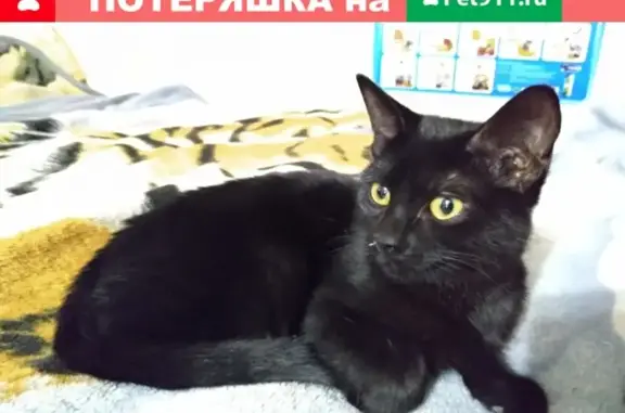 Найден котенок на ул. Пичугина, Владимир