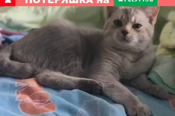 Потерянный домашний кот в Городском парке, Альметьевск, Республика Татарстан