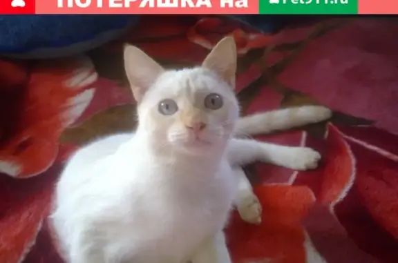 Пропала кошка с белым окрасом и шрамом в Московской области