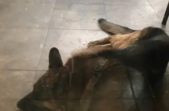 Пропала собака Зевс в Краснодаре