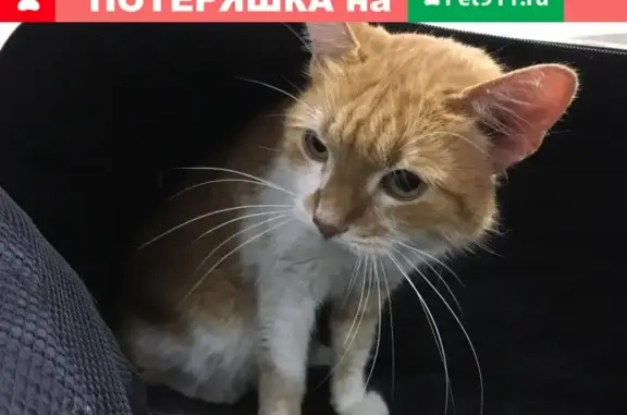 Найден рыжий котик у метро Сходненская