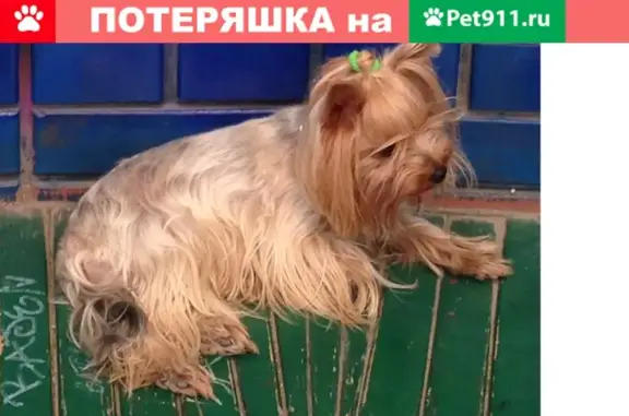 Пропала собака Кадди на улице Лермонтова