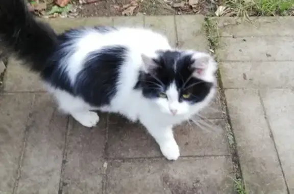 Найдена кошка в Ногинске на улице Никанорова
