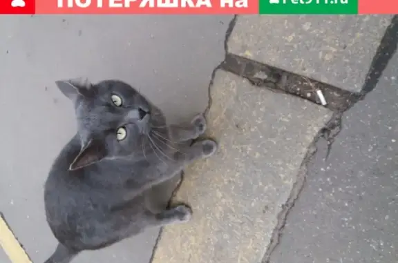 Найдена кошка у дома 25 на ул. Раменки