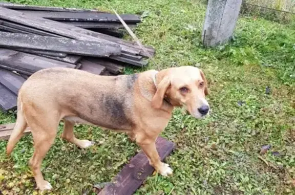 Найдена рыжая собака в СНТ Вест, ждёт хозяев