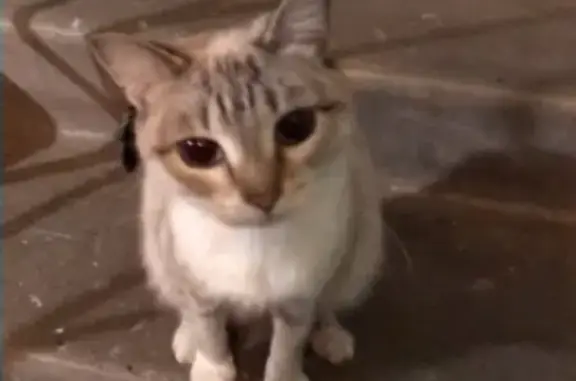 Найдена беременная кошка в Красноярске