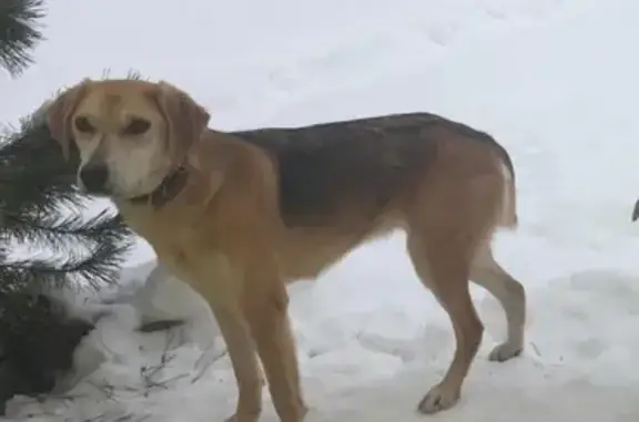 Собаки потеряшки, Аверкиево, фото: Потеряшка собака в лесу, д. Аверкиево, МО