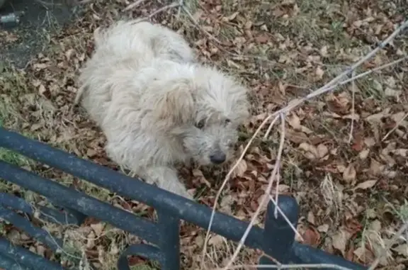 Собака без хозяина в Челябинске