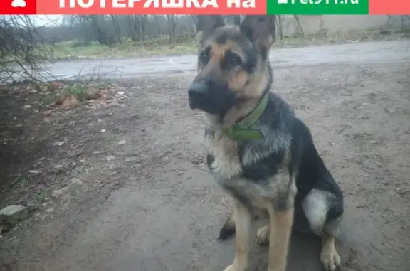Найдена ласковая собака в деревне Вейно, Псковская область
